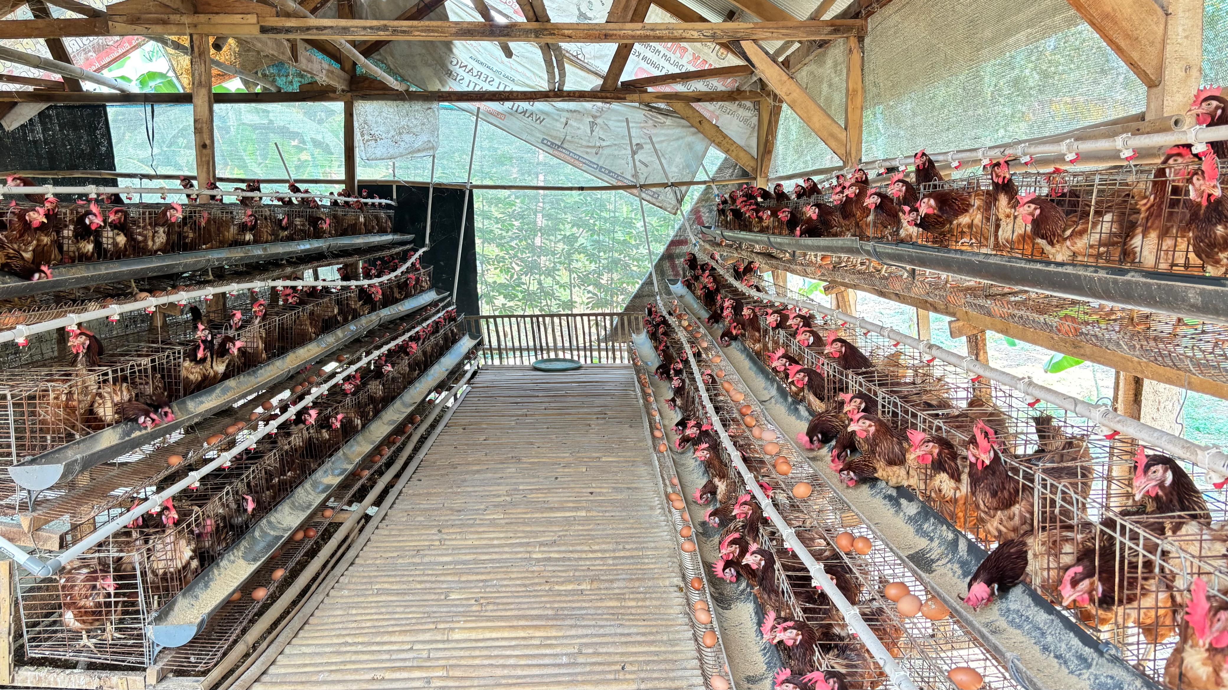 Unit Ayam Petelur