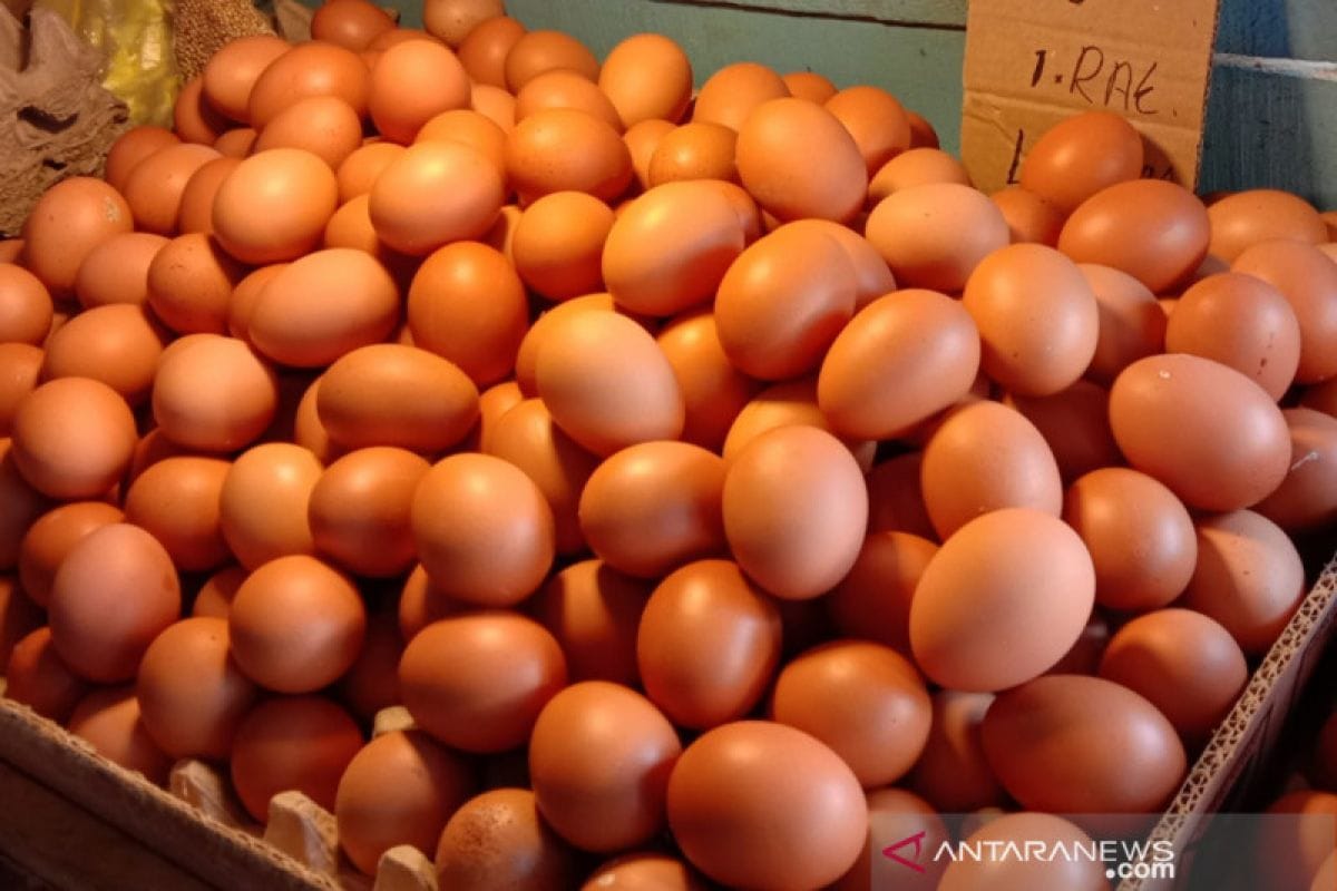 Telur Ayam Segar